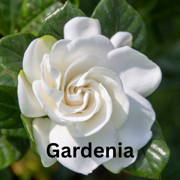 XXX Scented Air Freshener Spray