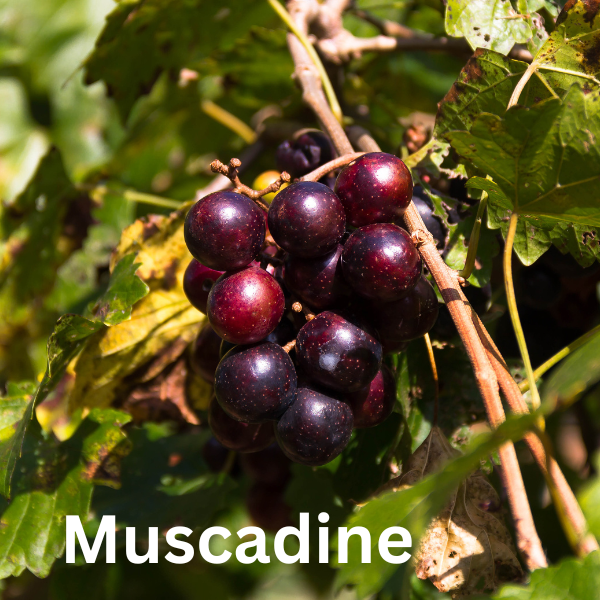 XXX Scented Air Freshener Spray